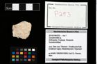 Foto (Objekt + Etikett) von Goniodromites sp.  (NHMW-GEO-2014-0194-0253)